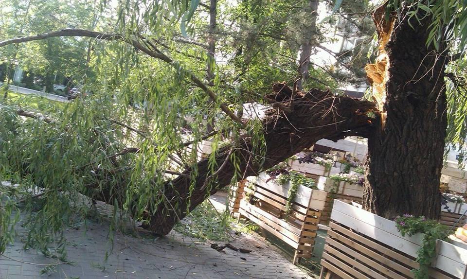 Încă un copac din capitală a căzut
