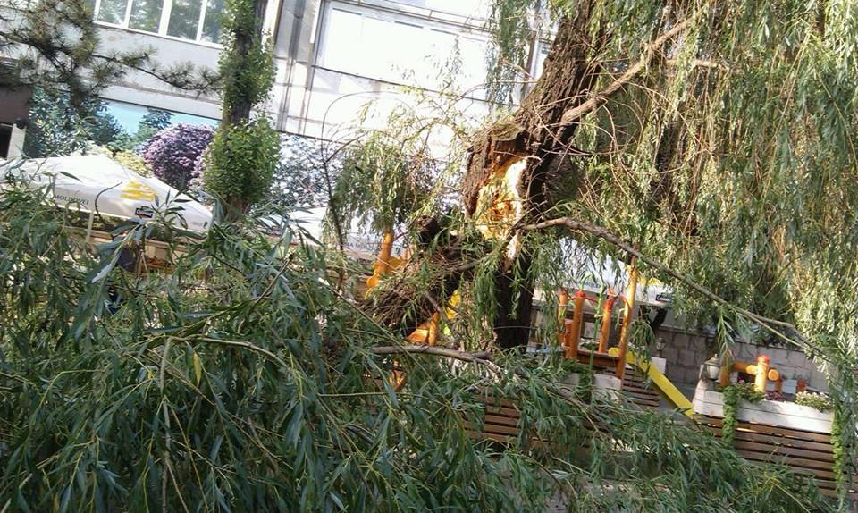 Încă un copac din capitală a căzut