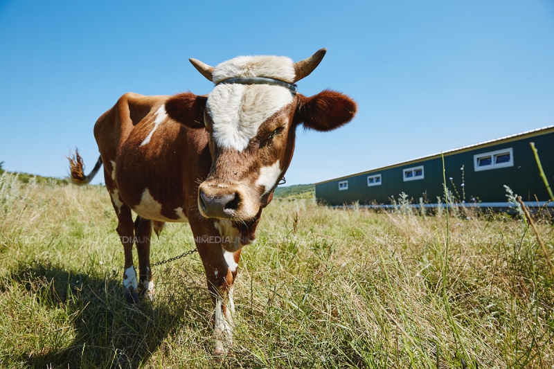 Cum birocrația și corupția din Moldova blochează afaceri. Antreprenor: Am vrut să construiesc un ranch în stil european...