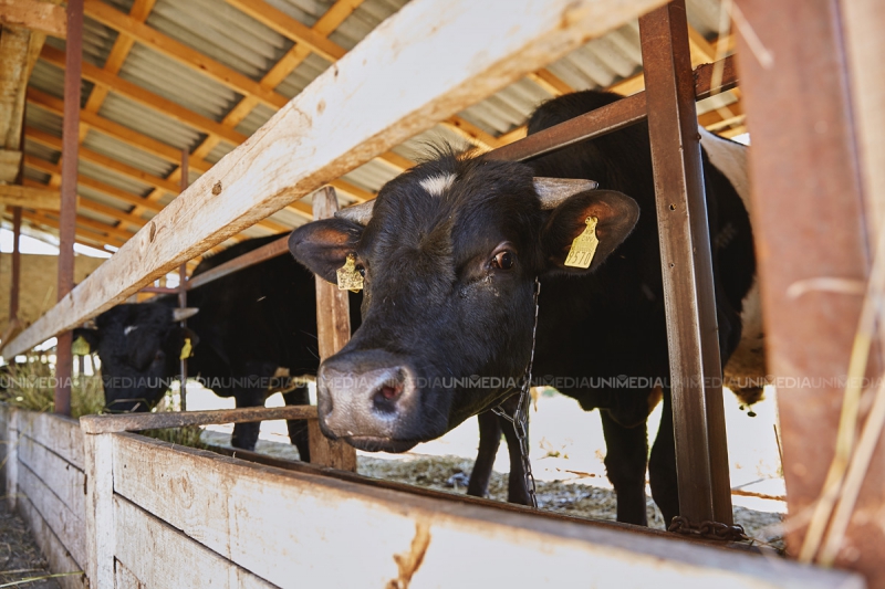 Cum birocrația și corupția din Moldova blochează afaceri. Antreprenor: Am vrut să construiesc un ranch în stil european...