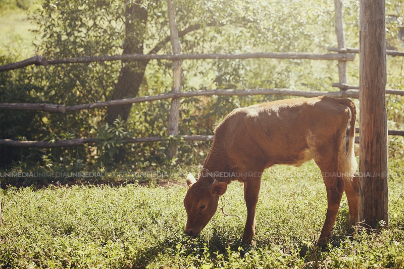 Cum birocrația și corupția din Moldova blochează afaceri. Antreprenor: Am vrut să construiesc un ranch în stil european...