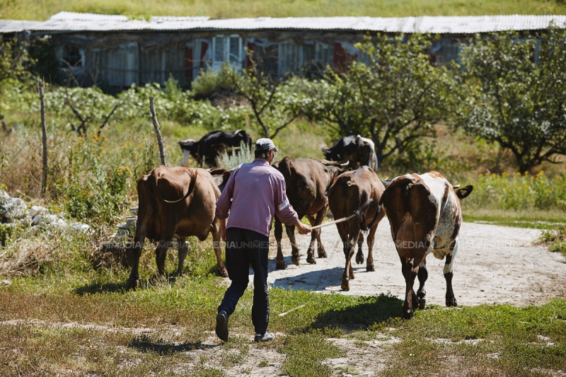 Cum birocrația și corupția din Moldova blochează afaceri. Antreprenor: Am vrut să construiesc un ranch în stil european...