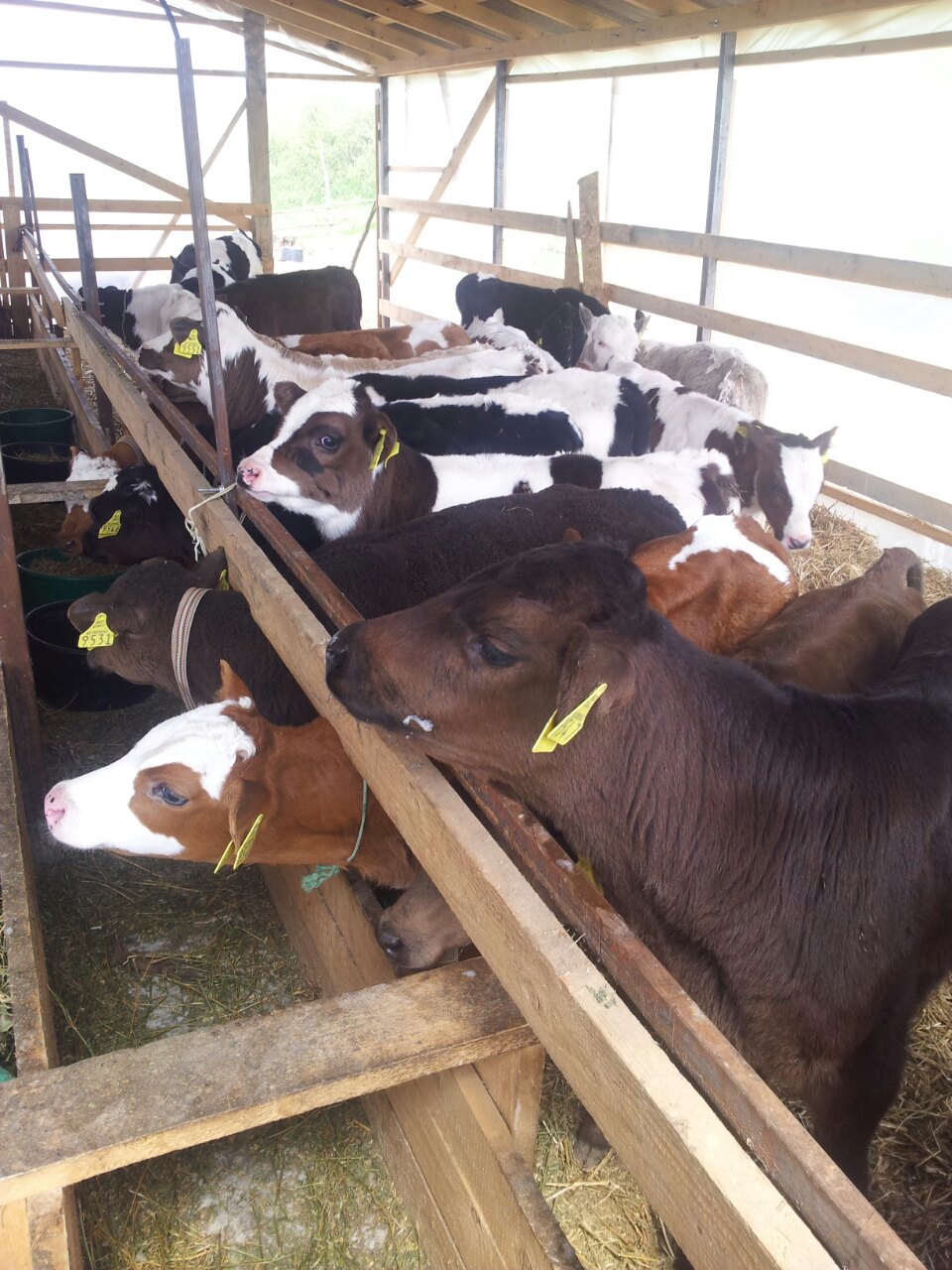 Cum birocrația și corupția din Moldova blochează afaceri. Antreprenor: Am vrut să construiesc un ranch în stil european...