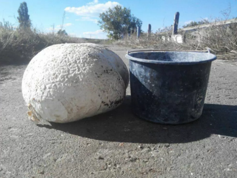 Ciuperci gigantice descoperite în raionul Ștefan Vodă