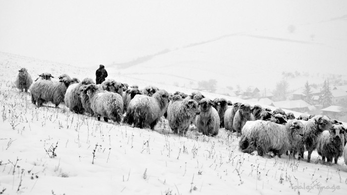Un bărbat din raionul Comrat, dat dispărut: A mers la stână după oi, dar nu s-a mai întors acasă Un bărbat din raionul Comrat, dat dispărut: A mers la stână după oi, dar nu s-a mai întors acasă