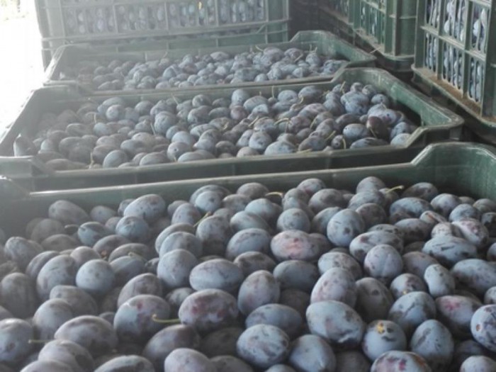Circa 20 de tone de prune moldovenești, interzise în Federația Rusă Circa 20 de tone de prune moldovenești, interzise în Federația Rusă