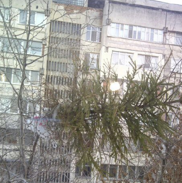 Facebook: Culmea nesimțirii în Chișinău! A aruncat bradul peste balcon! Facebook: Culmea nesimțirii în Chișinău! A aruncat bradul peste balcon!