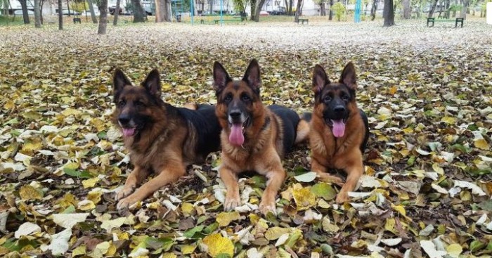 Patrupezii poliției de frontieră: Atilo, Faradey, Yoka și Cristo au participat la o expoziție în Bulgaria Patrupezii poliției de frontieră: Atilo, Faradey, Yoka și Cristo au participat la o expoziție în Bulgaria