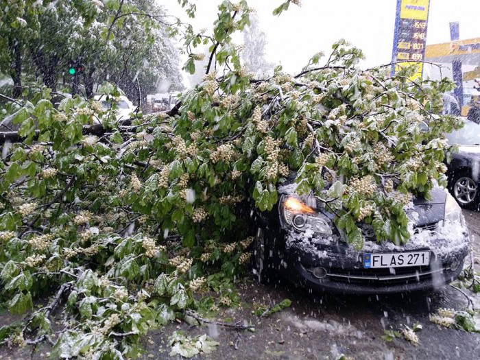 (foto/video) Ninsoarea din Chişinău, văzută pe reţelele de socializare. Zeci de copaci au căzut pe străzi (foto/video) Ninsoarea din Chişinău, văzută pe reţelele de socializare. Zeci de copaci au căzut pe străzi