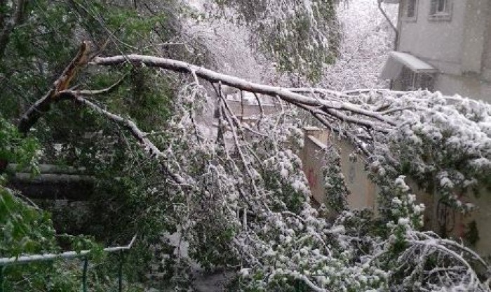 (video/ update/ galerie foto) Peisaj apocaliptic în Chișinău, dar și în întreaga țară. Sute de copaci, doborâți la pământ, drumuri blocate, sate fără lumină (video/ update/ galerie foto) Peisaj apocaliptic în Chișinău, dar și în întreaga țară. Sute de copaci, doborâți la pământ, drumuri blocate, sate fără lumină