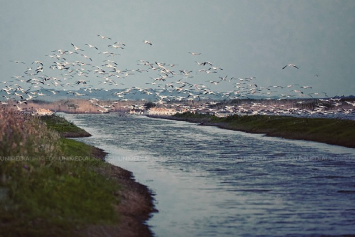 (video/galerie foto) Peisaje ce-ți taie respirația! Raiul pelicanilor din sudul Moldovei (video/galerie foto) Peisaje ce-ți taie respirația! Raiul pelicanilor din sudul Moldovei