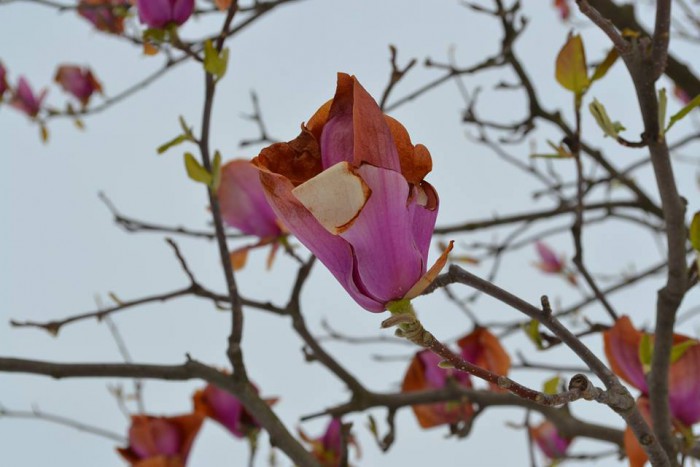 (galerie foto) Gradina Botanică și-a închis porțile pentru vizitatori. 80% din arbori și arbuști au fost deteriorați (galerie foto) Gradina Botanică și-a închis porțile pentru vizitatori. 80% din arbori și arbuști au fost deteriorați