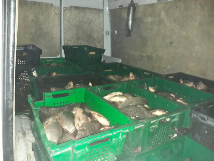 Jumătate de tonă de pește transportat fără acte, urma să ajungă a fi comercializată în Chișinău Jumătate de tonă de pește transportat fără acte, urma să ajungă a fi comercializată în Chișinău