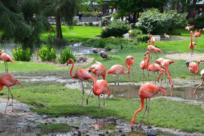 O Grădină Zoologică din Koln va primi moștenire circa 22 de milioane de dolari O Grădină Zoologică din Koln va primi moștenire circa 22 de milioane de dolari
