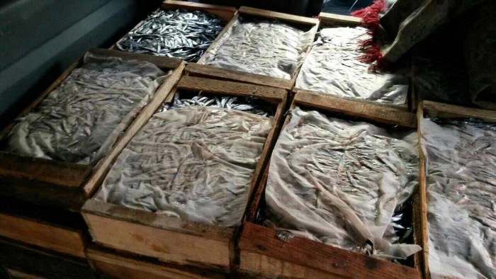 Peste 500 kg de pește fără acte de proveniență adus din Tiraspol, urma să fie vândut la Chișinău Peste 500 kg de pește fără acte de proveniență adus din Tiraspol, urma să fie vândut la Chișinău