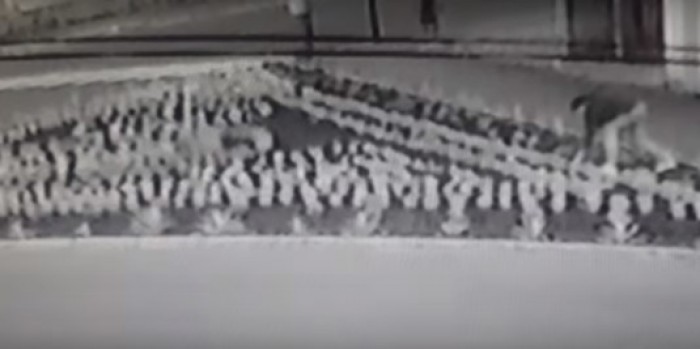 (video) Încă o femeie, surprinsă furând flori. De această dată, dintr-o jardinieră publică (video) Încă o femeie, surprinsă furând flori. De această dată, dintr-o jardinieră publică