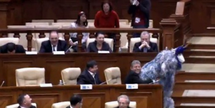 (video) Stop cadru: Capra din Parlament (video) Stop cadru: Capra din Parlament