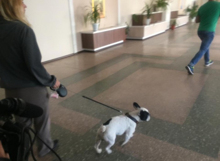 Şase elevi din clasa a II-a de la un liceu din capitală, muşcaţi de un câine. S-a întâmplat pe teritoriul instituției Şase elevi din clasa a II-a de la un liceu din capitală, muşcaţi de un câine. S-a întâmplat pe teritoriul instituției