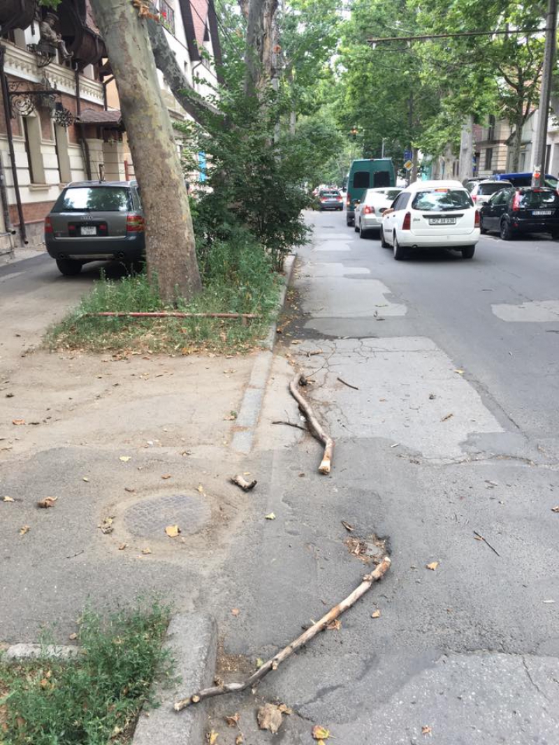 În atenția șoferilor: Prima pagubă din cauza unor crengi căzute în urma furtunii de după-amiază