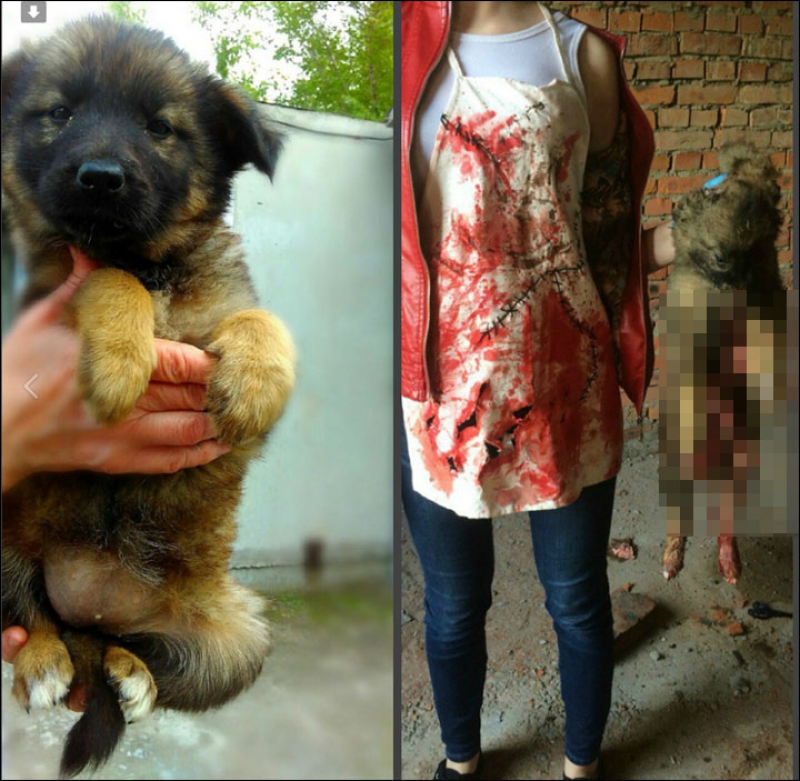 Rusia: Închisoare cu executare pentru două adolescente care au torturat animale