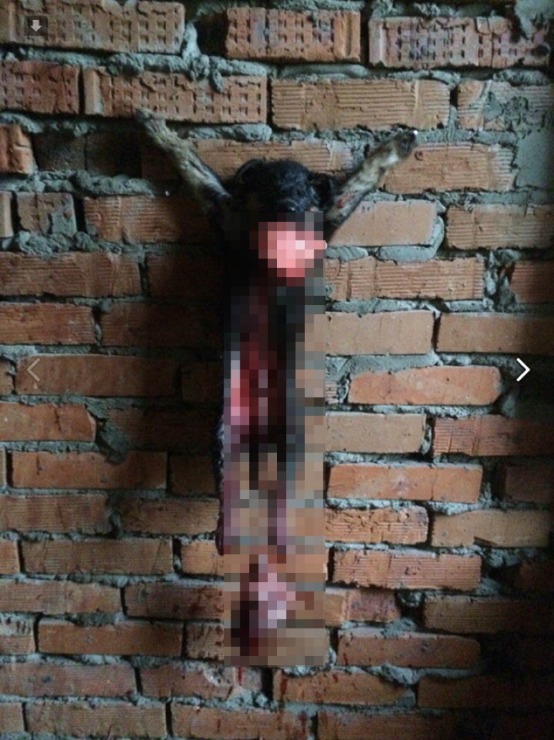 Rusia: Închisoare cu executare pentru două adolescente care au torturat animale