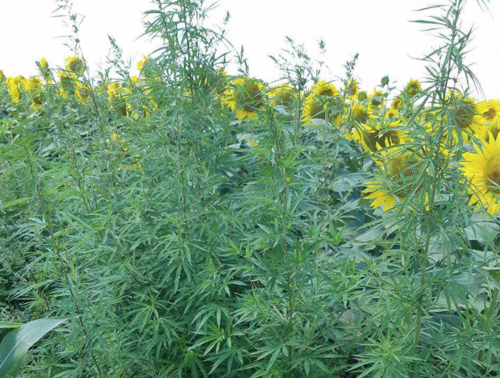 200 de plante de cânepă au fost descoperite într-un lan cu floarea-soarelui