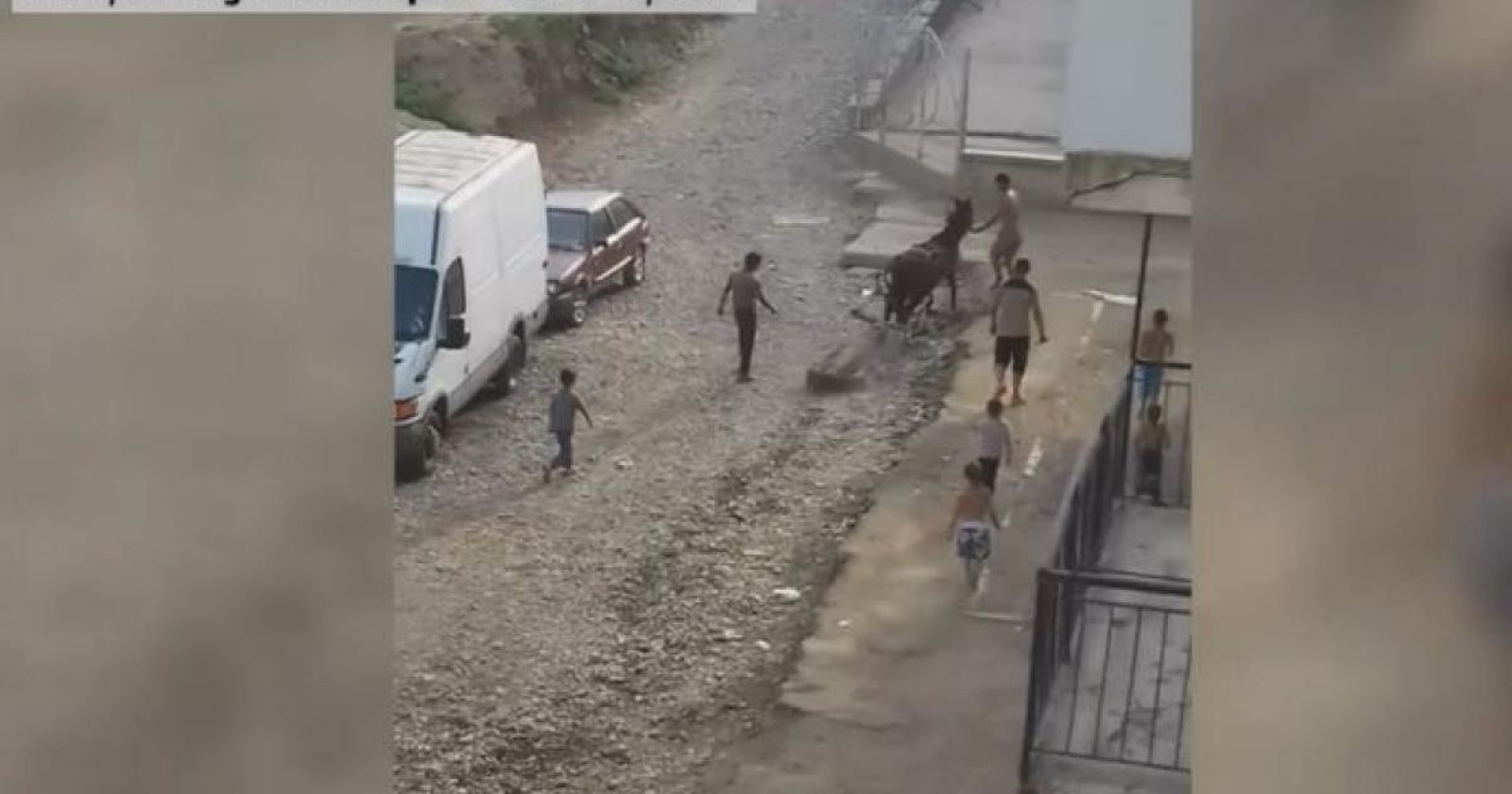 (video) Cal bătut cu bestialitate pentru că nu putea căra o bucată de beton